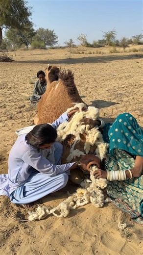 امرأة وأخيها يتعاملان مع مادة بيضاء خلف الناقة في الصحراء