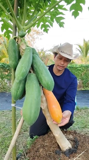 กิ่งตอนนี้ที่รัก🌼❤️ #ปลูกมะละกอจากกิ่งตอน 🌿🌼