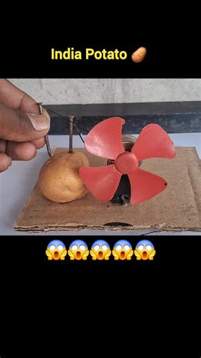 India Potato Power: Real or Fake? #science