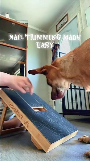 Teach Your Dog to File Nails at Home | Scratch Board Training