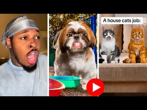 Best **DIMPEY** SKITS Compilation! 😭 Funny **ImDimpey** Comedy Shorts Videos (itsdimpey)