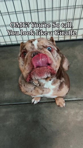 Pampered Pet Care in Atlanta: Doggy Daycare & Grooming Services