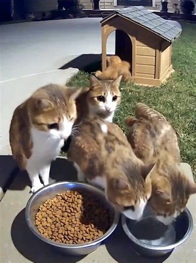 Meowls getting scared 😭 #meowl #owl #cat #fyp | Cat Meows