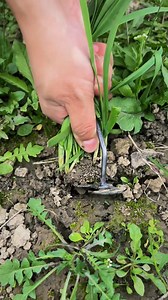Pulling fresh garlic with the perfect farming tool! 🧄🛠️ . . . . #GarlicHarvest #FarmingTools #FarmLife #HomeGrown #GarlicPulling #OrganicFarming #GardenTools #FarmToTable #HarvestSeason #SustainableFarming #GardenHarvest #Agriculture | Plant SnipSnip