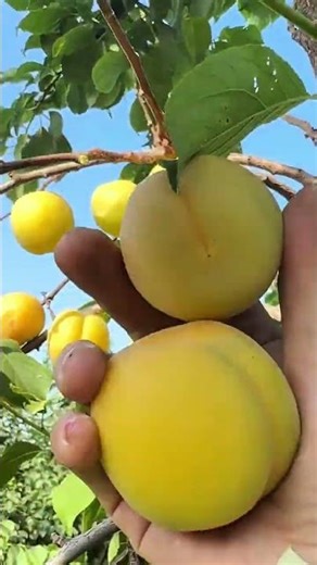 picking a fresh yellow fruit precisely using a manual hand from a green tree in an outdoor orchard