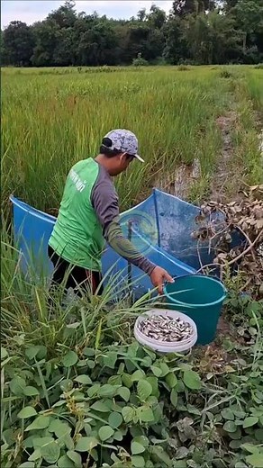 Making a wader fish trap