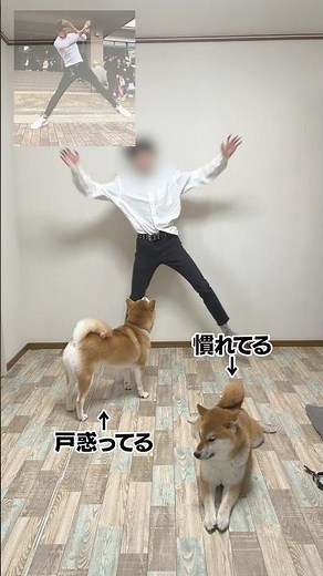 Koma-chan, the Shiba Inu living with a chaotic owner. #shorts
