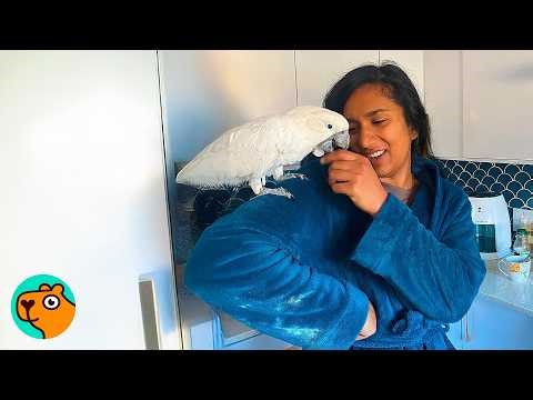 Parrot Was Unsure Of Lady. Now He laughs At Her Jokes | Cuddle Buddies