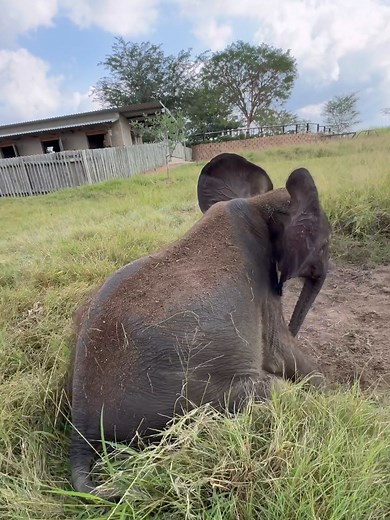 Sometimes, an elephant has to be creative to scratch those hard to reach areas 🤭 #everyelephantneedsaherd #babyelephants #elephantconservation #elephantorphanage