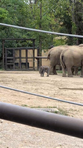 This is Rita Jean, the newest member of the elephant herd at the Columbus Zoo! In this video she was a month old and, like all babies, was entertaining herself by just moving her body around. Hands and feet are super interesting, but imagine having a trunk to play with as well! So cute 🤩 #columbuszoo #elephant #babyanimals #tinytrunk #wildlifephotography #wildlife #columbusohio | Brian G Weber Photography