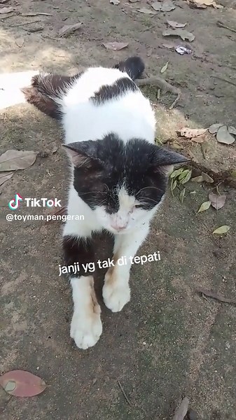 Toyman pengeran (@toyman.pengeran)’s videos with Sandiwara Cinta seMusim - 𝐃𝐤'𝟕𝟔