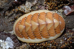 Tonicella lineata - Alchetron, The Free Social Encyclopedia