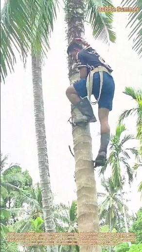 Ascension verticale : escalader des cocotiers avec un équipement spécialisé