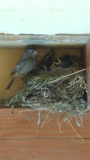Rouge queue #oiseaux #piaf