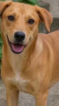 ¿Sabes cuáles son los perros mestizos más comunes de México? Te contamos