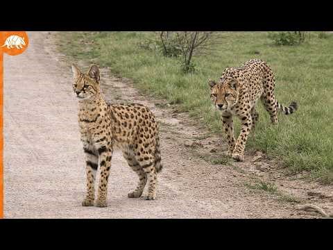 This cheetah made a HUGE mistake by attacking a serval!!