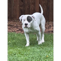 Vancouver, WA - American Pit Bull Terrier/Mutt. Meet Koda a Pet for Adoption - AdoptaPet.com