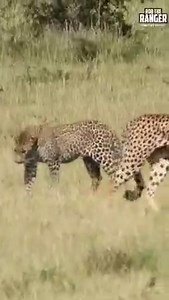 Cheetah vs Leopard | Vinhmui2