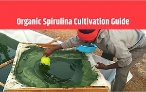 All about Organic Spirulina Cultivation: Basic Requirements, Water Quality, Nutrient Requirements, Economics & much more..