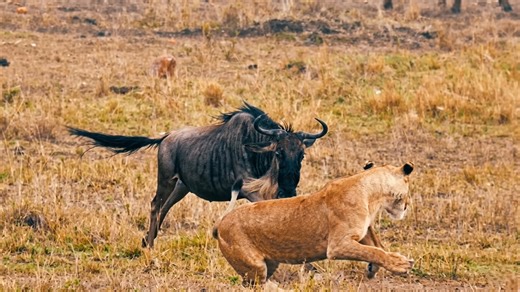 Watch what happens when a lioness gets too close to a gnu