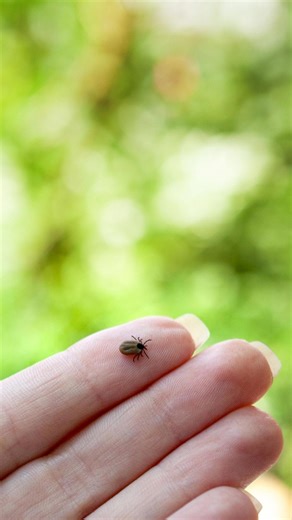 Lyme disease: 5 important facts to know