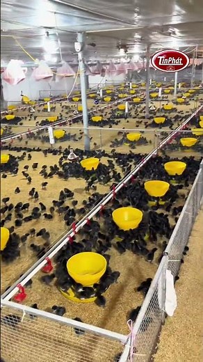 ✅ Feeding Trough for Chicks - Hot Pot Trough - Baby Feeder for Chickens and Ducks