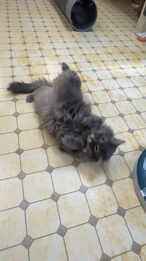 What could be better than kisses from Icicle? Don’t be fooled by her icy name, lovely Icicle is all charm and sweetness. Purrecious girl earned her name as she was found by the Icicle Seafoods down in Dutch Harbor. Icicle will saunter down the catwalk towards you and will seek out your attention, however please go slow when engaging in petting. When she is comfortable, she absolutely loves gentle pets on her rump and will come towards you for head bumps. Icicle is very playful and does very well