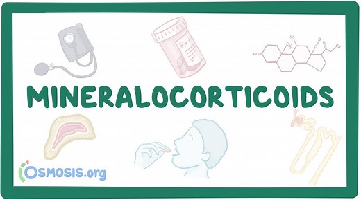 Mineralocorticoids and mineralocorticoid antagonists: Video, Causes, & Meaning | Osmosis