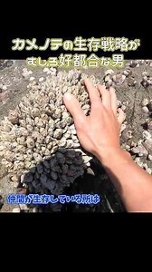カメノテの生存戦略とは｜岩場で生きる小さな生物の環境適応の記録