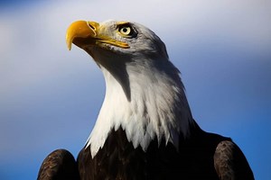 America’s Most Famous Bald Eagle Lives in Pigeon Forge: The Story of “Challenger”