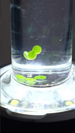 You Can See Photosynthesis In Real-Time