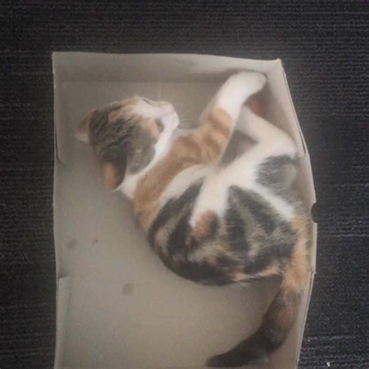 The Catit Fireball has replaceable batteries and can be used inside the Catit Circuits. Placing the ball into a cardboard box isn't a bad idea either. Just ask our office cat Pixi! | Catit