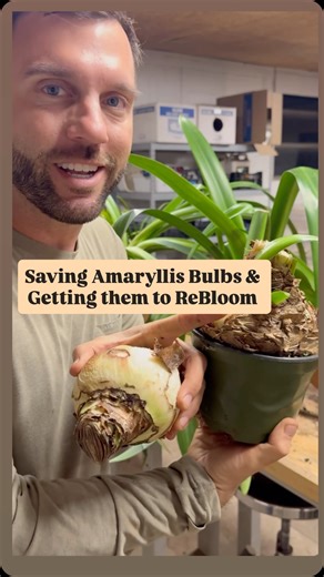 Daniel Schavey on Instagram: "Have you ever tried to force your amaryllis bulb that you were gifted to rebloom? Well, you totally can! Amaryllis typically need 8–10 weeks of true dormancy before they’ll respond well to forcing. This rest period allows the bulb to reset, form a strong flower bud internally, and produce those big, showy blooms. Step 1 – Stop Watering / Let Foliage Die Back: Allow leaves to yellow naturally, then cut them off once fully dry. Step 2 – Store the Bulb Dry: Keep it in 