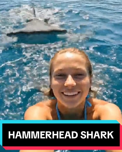 Swimming with a baby hammerhead today 🦈💙 This was my absolute favorite animal back in marine biology class—look at that sweet little face! Hammerheads are curious, gentle, and totally underrated. Disclaimer: Don’t try this unless you’re a trained shark mommy with years of experience. #USA #USAFYP #California #Miami #NewYork #OceanAwareness #sharkgrowth #marinebiology #seaanimals #cuteanimals #SharkWeek #bigwaves #ocean #hammerheadshark #sharksoftiktok #sharkgirl #wildlifemoments