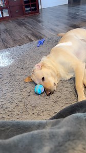24K views · 1.1K reactions | Ball: We’re still playing right? Reggie: Absolutely not- #funnymoments #cutedogs #funnydogs | Winston, Rutledge and Reggie the funny Labs | Facebook