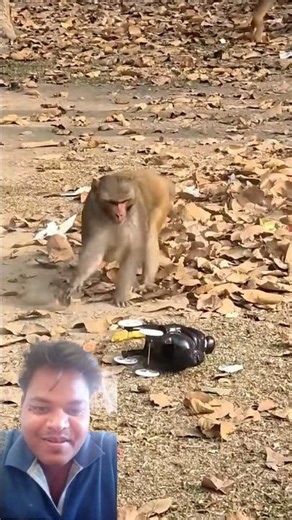 l🐵 Bandar vs Remote Car - Mast Ladhai! 😂#Viral #Trending2026 #Funny #Comedy #Animals #Monkey #RC