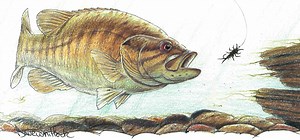 Nymphing for Smallmouth Bass - Fly Fisherman