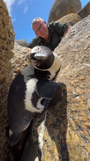 Ivan Carter on Instagram: "The amazing African Penguin has incredible adaptations - look at his beak, his wings and even his feathers! Wow! 🤩🐧"