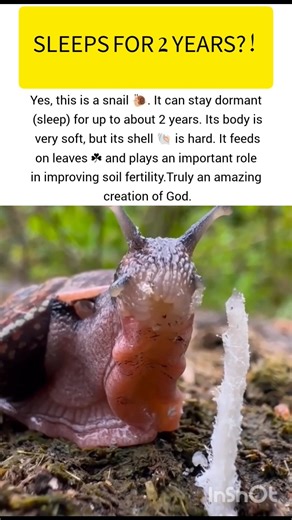 Snail is shocking wildlife insect #snail #ukwildlife #usawildlife #wildlife #shorts