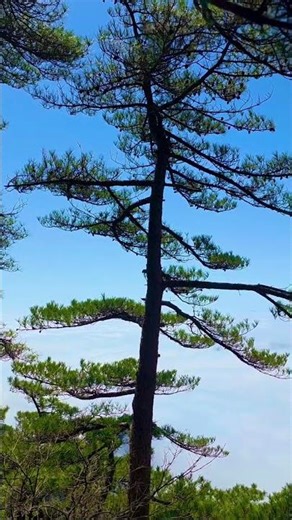 China’s Most Magical Mountain Tree – The Welcoming Pine 🌲