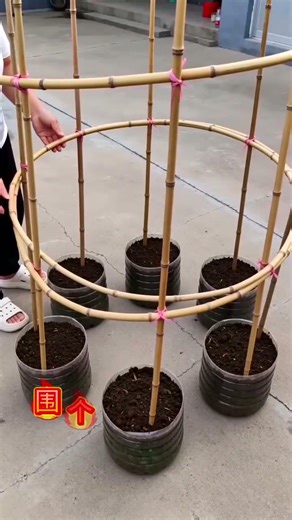Agriculture #Planting #PlantingTips #EmeraldMelonSeeds