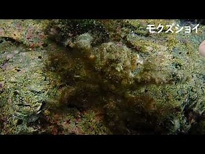 もくずしょい（モクズショイ） ＃うみのかくれんぼ ＃教科書にでてくる ＃パッケージ教材