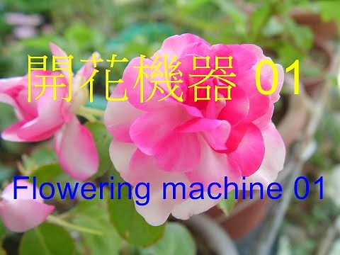 天天開花(01)非洲鳳仙花|全年開花|容易種植 Flower every day(01)African Impatiens |Flower all year round | Easy to plant