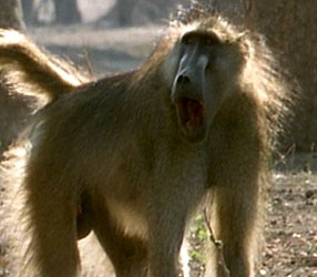 Communication Skills