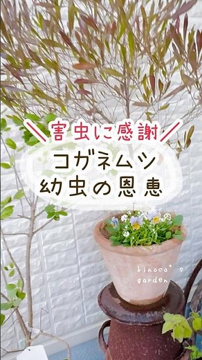 コガネムシ幼虫の恩恵🤭