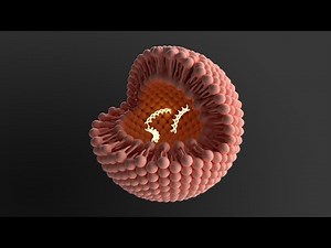 DNA and cell membrane 3D graphical Abstract