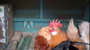 The serama or the malaysian serama is beating its wings and crowing in the chicken coop. With sound.