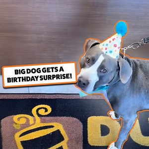 224K views · 9.6K reactions | What is your dogs birthday surprise 拾 | Go Fetch | Facebook