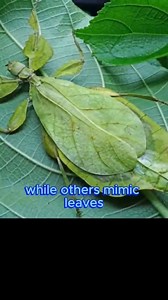 Did you know walking stick insects can pretend to be leaves and sticks? 🍃🐛 Some species don’t just look like twigs — they actually move like them, swaying in the wind to avoid being noticed! Discover how this unbelievable disguise helps them survive and why their mimicry is one of nature’s greatest illusions. #StickInsect #Camouflage #WeirdNature #InsectWorld #BugFacts #DidYouKnow #NatureIsAmazing #WildlifeFacts | Creaticles