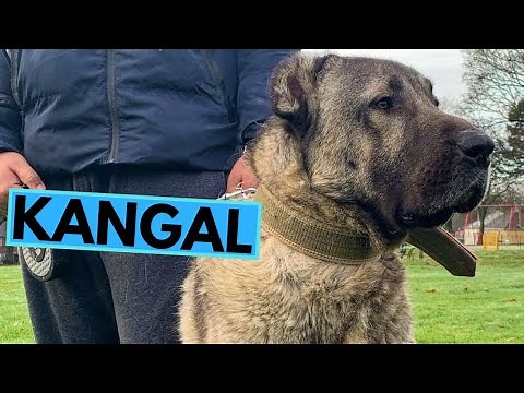Turkish Kangal Shepherd - TOP 10 Interesting Facts